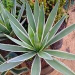 Agave vivipara 葉