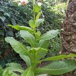 Nicotiana sylvestris Speg.Flor