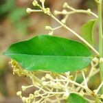 Dichostemma glaucescens Leaf