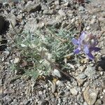Lupinus sellulus Habit
