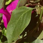 Bougainvillea spectabilis 葉