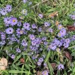 Symphyotrichum oblongifolium 花