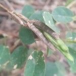 Alysicarpus vaginalis Fruit