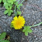 Hypochaeris glabra Blomma