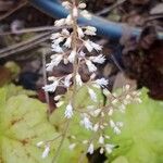 Tiarella cordifolia Flor