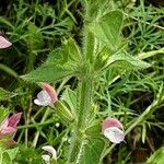 Salvia viridis 樹皮