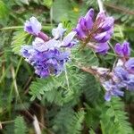 Oxytropis jacquinii ফুল