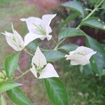 Bougainvillea × buttiana Kwiat