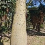 Ceiba speciosaRhisgl