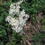 Filipendula vulgarisFlor