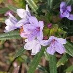 Lithodora zahnii Flor