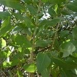 Eucalyptus botryoides Лист