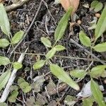 Jasminum didymum Costuma