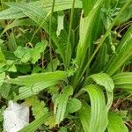 Plantago lanceolata Blatt