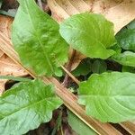 Youngia japonica Leaf