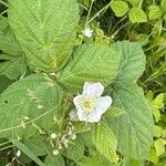 Rubus nemorosus Fleur
