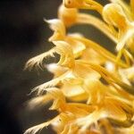 Platanthera ciliaris ফুল