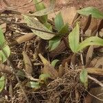 Bulbophyllum renkinianum Liść