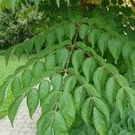 Aralia spinosa Yaprak