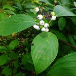 Cornus rugosa Агульны выгляд