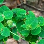 Euphorbia hyberna ফল