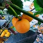 Garcinia intermedia Fruit