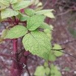 Rubus phoenicolasius Blatt