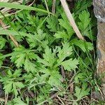Artemisia princeps Листок