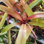 Aechmea blanchetiana Leaf