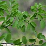 Erythroxylum rotundifolium Hoja