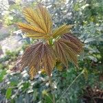 Acer sterculiaceum Лист