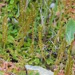 Selaginella helvetica Habit