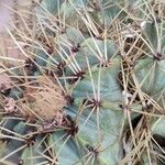 Ferocactus glaucescens Altro