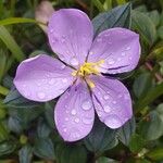 Heterotis decumbens Blüte