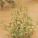 Cleome amblyocarpa Tabia