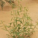 Cleome amblyocarpa ശീലം