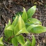 Sarcococca ruscifolia Blad