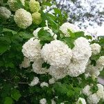 Viburnum opulusBlüte