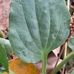 Plantago major Leaf