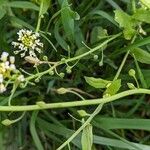 Calepina irregularis Fruit