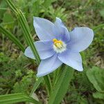 Nemastylis geminiflora Flor