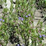 Scutellaria parvula Habit