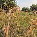 Ctenium newtonii Habit