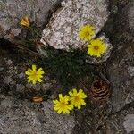 Hypochaeris robertia Flor