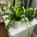 Asplenium nidusList