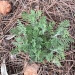 Lavandula multifida Blatt