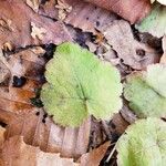 Tiarella cordifoliaЛисток