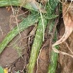 Aloe amudatensis Blad