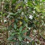 Atractocarpus sessilifolius Hábito