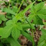 Hydrastis canadensis Leaf